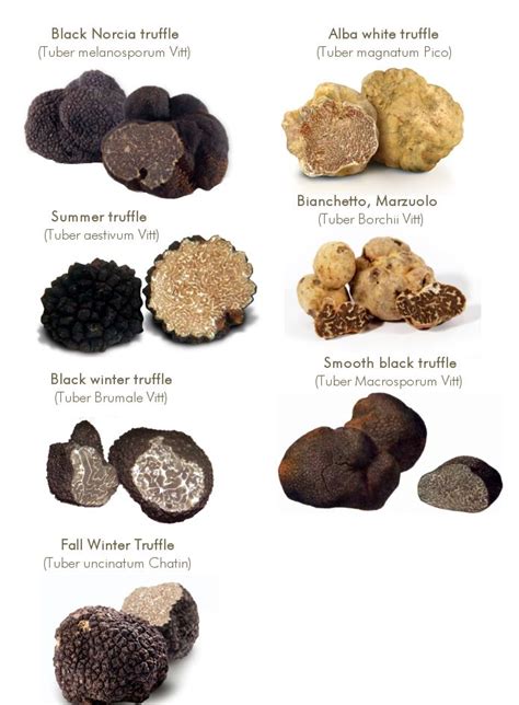 White Truffle vs Black Truffle | Stuffed mushrooms, Truffles, Growing ...