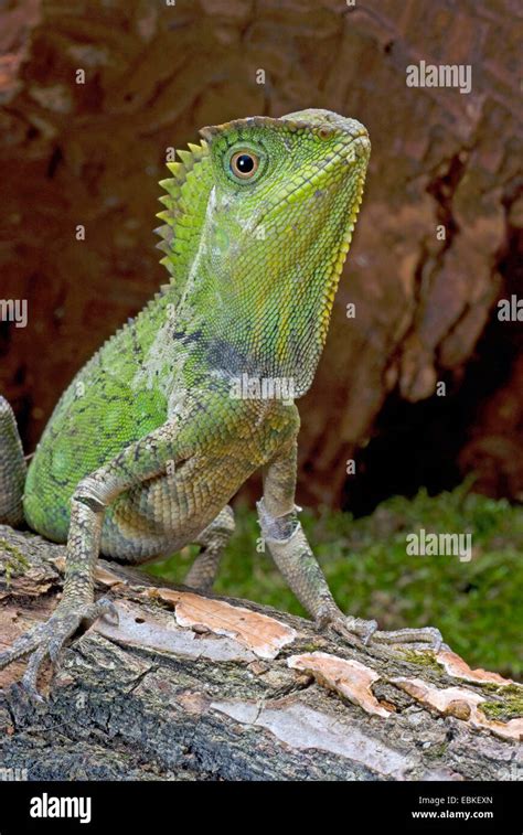 Chameleon Forest Dragon Chameleon Anglehead Lizard Gonocephalus