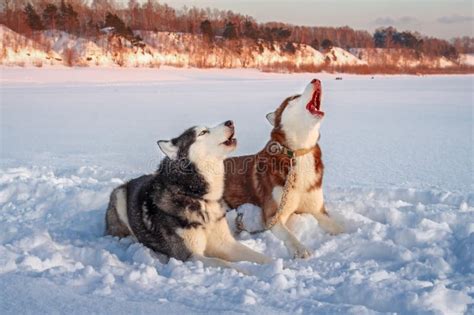 Il Cane Del Husky Urla Con La Sua Museruola Su Copi Lo Spazio Costa Del