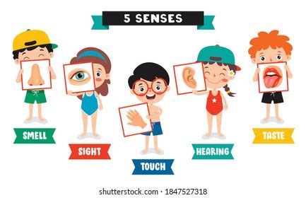 Five Senses Concept Human Organs Stock Vector Royalty Free