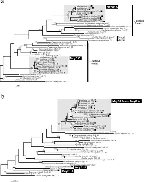 Discordant Phylogenetic Relationships Between The Mcyb1 And Mcyc