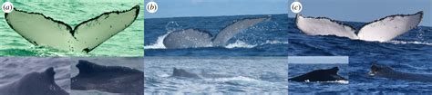 Male Humpback Whale Swims Record 8106 Miles Across 3 Oceans For Sex