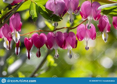 Dicentra Spectabilis Bleeding Heart Flowers In Hearts Shapes In Bloom