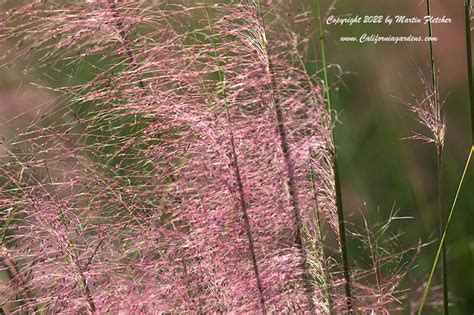 Muhlenbergia Capillaris Pink Muhly Grass Hairy Awn Muhly Grass