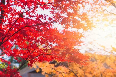 Premium Photo | Red maple tree japan autumn fall season