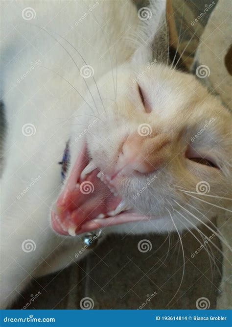 White Cat Exposes Teeth While Yawning Stock Photo Image Of Nose