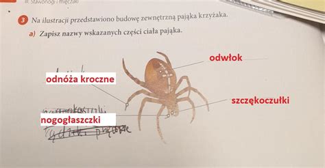 Iii Stawonogi I Mi Czaki Na Ilustracji Przedstawiono Budow