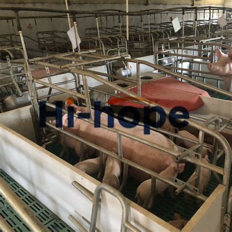 Philippines Piggery Equipment Pig Shed Design Sow Stall Farrowing Stall