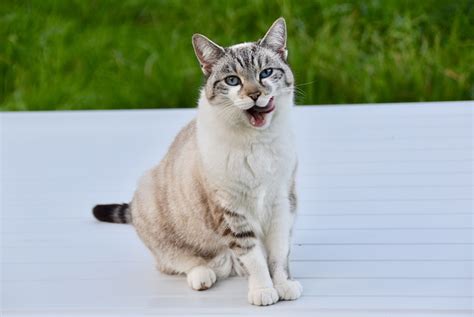 Cat Feline Pussy Cloud Alley Free Photo On Pixabay