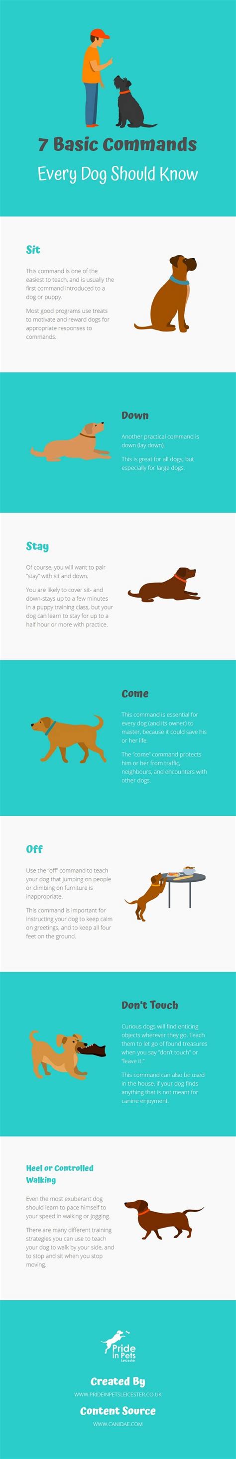 What Are The 7 Common Dog Commands