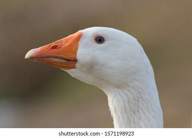 Portrait Brown Banat Naked Neck Chicken Stock Photo