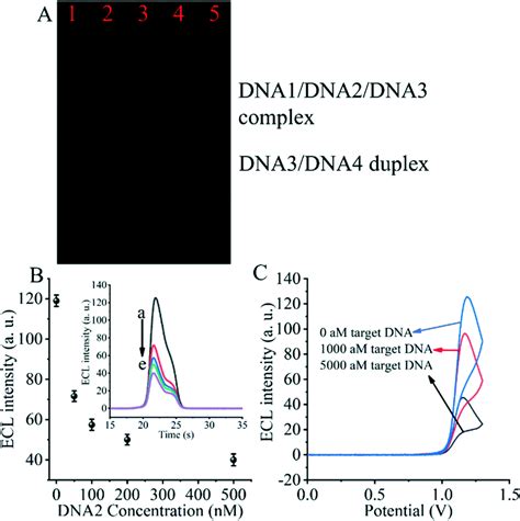 Exploring The Entropy Driven Amplification Reaction And Trans Cleavage Activity Of Crispr