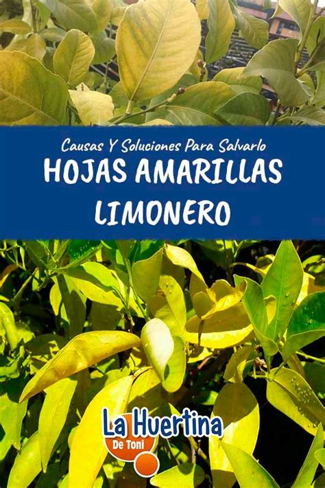 Hojas Amarillas En El Limonero Causas Y Soluci N Para Salvarlo