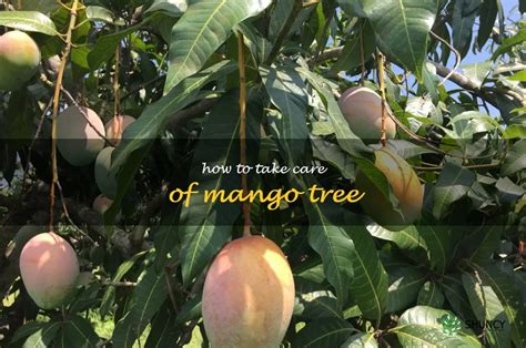 Mango Madness: Tips For Caring For Your Mango Tree | ShunCy