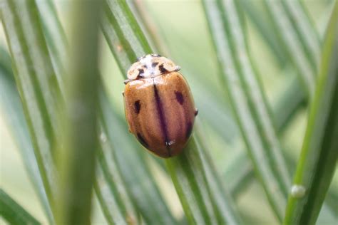 Ladybird Habitats - James Common