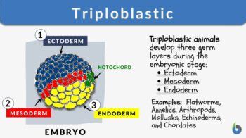 Triploblastic - Definition and Examples - Biology Online Dictionary