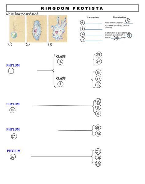 Kingdom Protista Diagram Quizlet