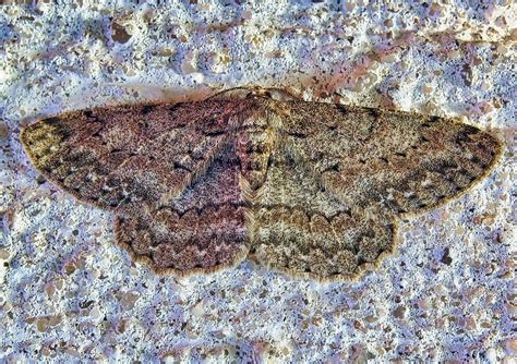 Aschgrauer Rindenspanner Hypomecis Punctinalis Pale Oak Hubis