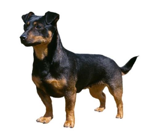 Lancashire Heeler Dog Breed Information Purina