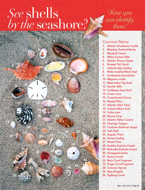 Sea Shells How You Can Identify Them Virgin Islands This Week