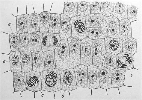 Qu Es La Biolog A Celular O Citolog A Ciencia Y Biolog A