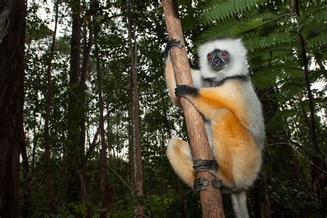 Diademed Sifaka | Sean Crane Photography