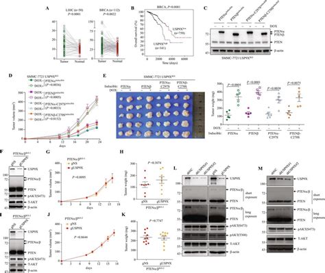 PTENα β is crucial for the tumor promoting role of USP9X A Comparison