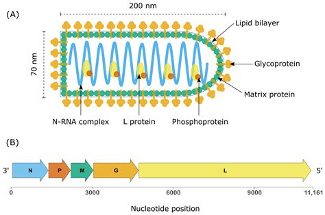 Emerging Rhabdoviruses and Human Infection