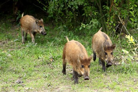 Groupe De Sangliers Juvéniles Dans Une Forêt Au Cours De La Période D