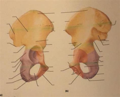 Coxal Bones Diagram Diagram Quizlet