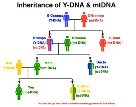 In This Chart The Maternal Information Is Passed From A Mother To A Son And Daughter Dna