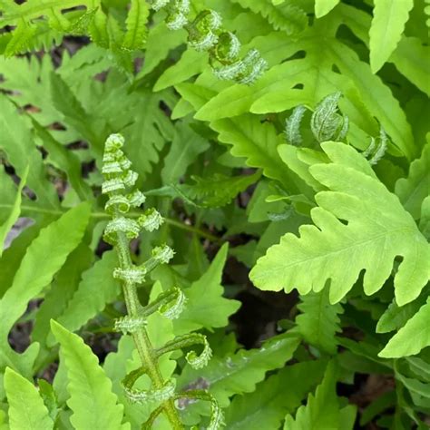 Onoclea Sensibilis Sensitive Or Bead Fern