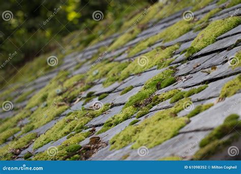 Moss On Roof Tiles Stock Photo - Image: 61098352