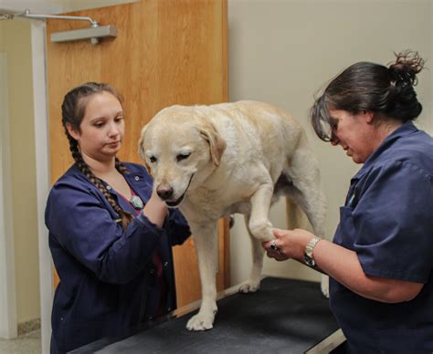 Understanding the new medical procedures at linwood animal hospital