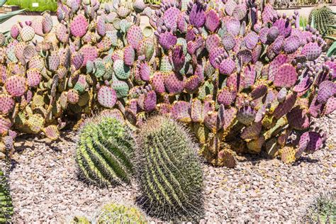 Desert Plants Stock Photo | Adobe Stock