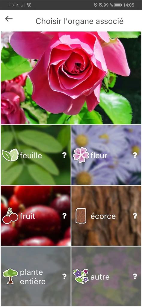 Application Pour Reconna Tre Les Plantes Vertes