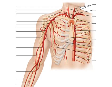 Ch Blood Vessels Thorax Diagram Quizlet