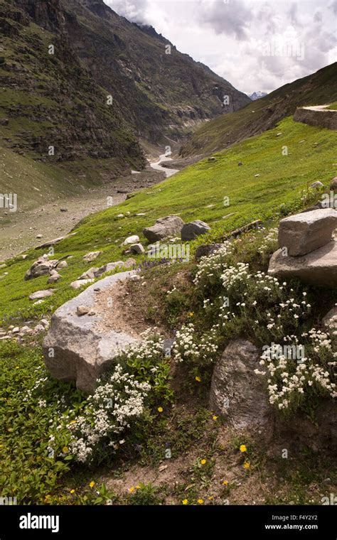 India Himachal Pradesh Lahaul Valley Wild Flowers Beside Chandra