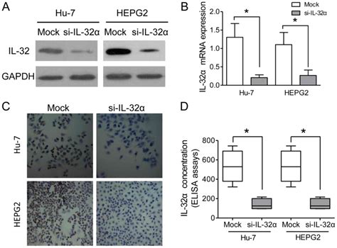 Overexpression of interleukin 32α promotes invasion by modulating VEGF