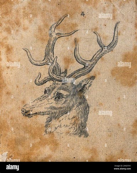 Stag drawing hi-res stock photography and images - Alamy