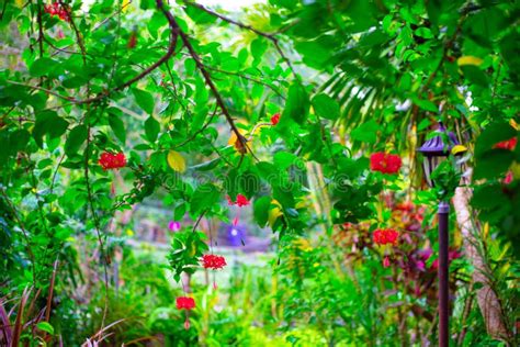 Bright Beautiful Exotic Garden In Tropical Park Stock Photo Image Of