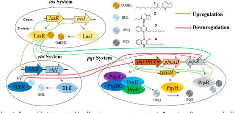 Pdf Pseudomonas Aeruginosa Quorum Sensing Systems As Drug Discovery