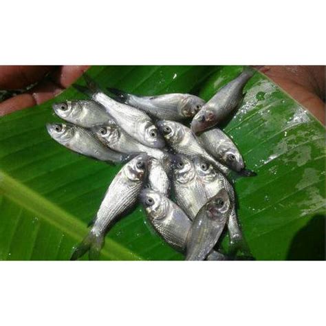 Catla Fish Seeds For Fish Farming at Best Price in Pune | Tamboli Fish ...