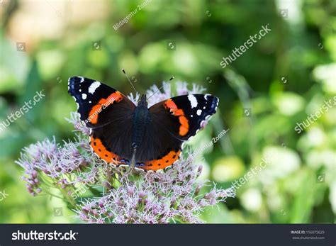 9,402 Butterfly Red Admiral Images, Stock Photos & Vectors | Shutterstock