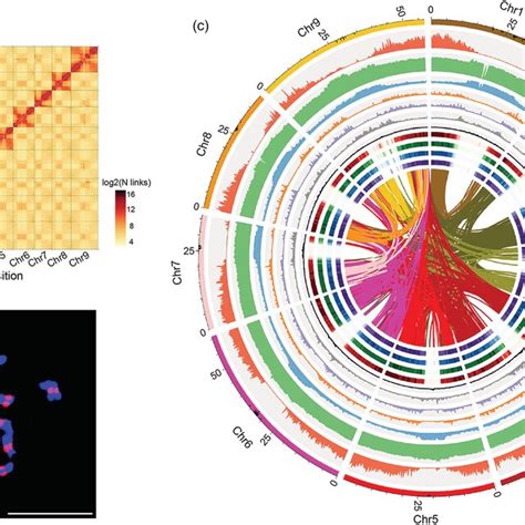 PDF A Chromosome Level Genome Assembly Of Radish Raphanus Sativus L