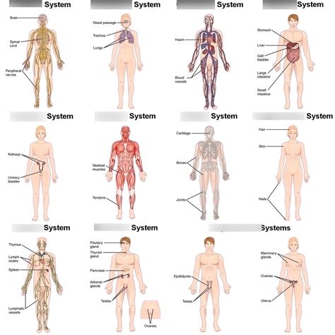 Unit 1B Organ Systems Diagram Quizlet