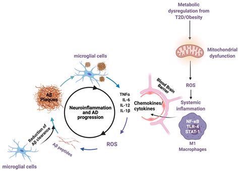 Ijms Free Full Text Resveratrol Metabolic Dysregulation And Alzheimer’s Disease