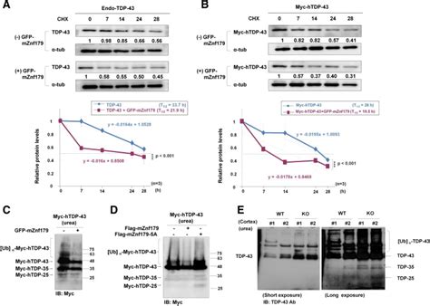 Znf E Ligase Mediated Tdp Polyubiquitination Is Involved In Tdp