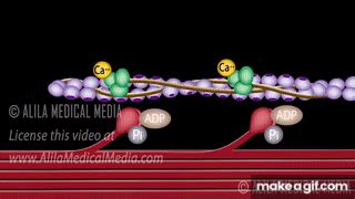 Muscle Contraction - Cross Bridge Cycle, Animation. on Make a GIF