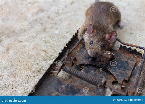 A rat trap killer stock photo. Image of spring, warning - 125203468